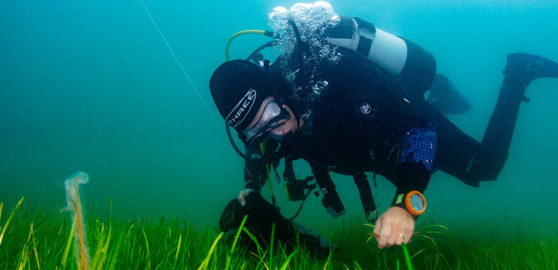 Why Seagrass?